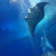 めありの画像
