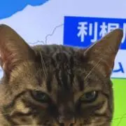 うどん