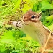 のらの画像