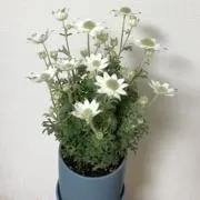 Cameさんの画像