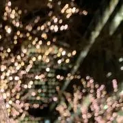 ひなの画像
