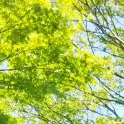 ぽこの画像