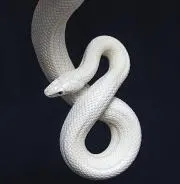 ★whitesnake★の画像