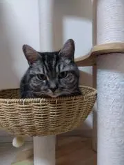 みけの画像
