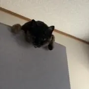 megu