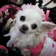 ココ