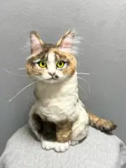 A猫の画像
