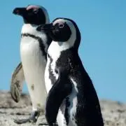 しゃけ