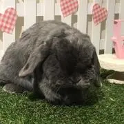 ぽこ＆あん