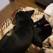 ネイルマニアの画像