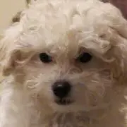 やらせTV
