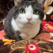 まるちゃんの画像
