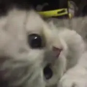nao7の画像
