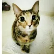 クレアちゃんฅ^•ﻌ•^ฅ♡の画像