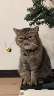 エキゾーの画像