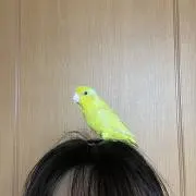 かなこの画像
