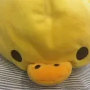 ぴよ