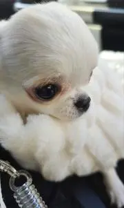 ミライジング