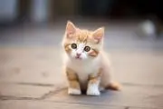 ぴぃ٩(๑´0`๑)۶の画像