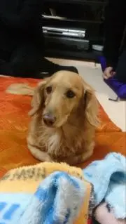 ペポの画像