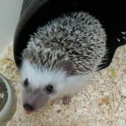 もこもこもこな。の画像
