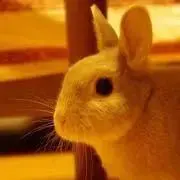 ももんが