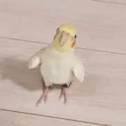 花雪**の画像