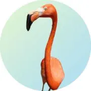 nakkoの画像