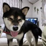 あま3の画像