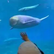 とみの画像