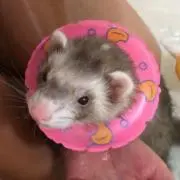 ヒカリノアンズ