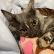 He