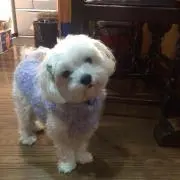 にゃおこの画像
