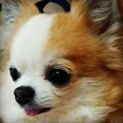 ぷーちゃんの画像