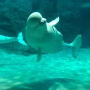 ひな祭り(*^^*)の画像