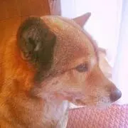 琴風