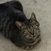 Shikoseの画像