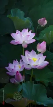 ☆peach.flower☆プロフ必読の画像