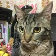 キャッスル