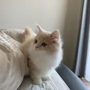 るりの画像