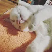 夜