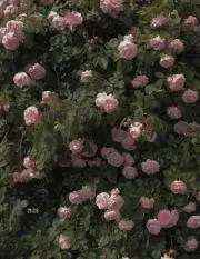 neneの画像