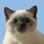Aの画像