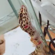 いときち