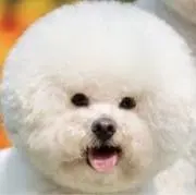 cotton candyの画像