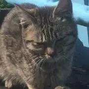メロンパンナ