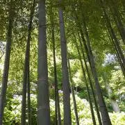かーりんの画像