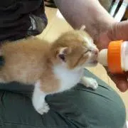 キンタ