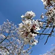 Shinoの画像