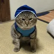 はるを